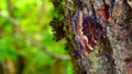 Butterfly perched on the side of a tree stretching its wings