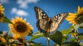 Hackberry Emperor Butterfly resting on Sunflower plant during a sunny day Royalty Free Stock Photo