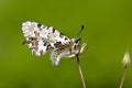 Butterfly perched on a thorny plant