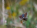 Butterfly perched on a tiny flower in a colorful field of flowers. Royalty Free Stock Photo