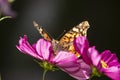 Butterfly perched on a violet flower Royalty Free Stock Photo