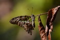 a butterfly perches on a dry branch in the dry season