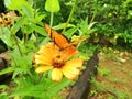 Butterfly perches on a flower.