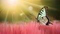 Butterfly perches on pink meadow, evoking fantasy world concept