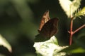 The butterfly perches on the plant