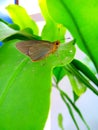 when a butterfly perches on a plant just to rest Royalty Free Stock Photo