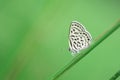 Butterfly perching on greem leaves as background