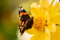 Butterfly On Petals Flower Of Dahlia In Garden. Royalty Free Stock Photo