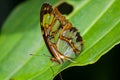 Butterfly at Niagara Butterfly Conservatory, City of Niagara Falls, Ontario Canada