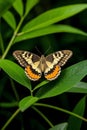 A butterfly picture on a leaf, Generative AI Royalty Free Stock Photo