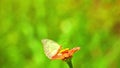 Butterfly Pieridae White Feeding Insect Footage