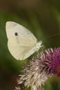 Butterfly Pieris Brassicae Royalty Free Stock Photo