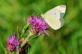 Cabbage butterfly sitting on violet flower - closeup Royalty Free Stock Photo