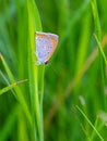 Butterfly pigeon on pod, summer. Meleageria daphnis