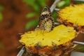 Butterfly on a pineapple Royalty Free Stock Photo