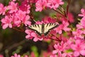 Butterfly and Pink Azalea Blooms Royalty Free Stock Photo