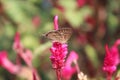 Butterfly on a pink flower. Royalty Free Stock Photo