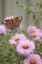 Butterfly on pink chrysanthemum flowers in the garden Royalty Free Stock Photo