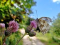 Butterfly on pink dispel