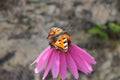 Butterfly on pink flower