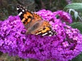 Butterfly on a pink flower, butterfly, pink flower,