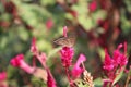 Butterfly on a pink flower. Royalty Free Stock Photo