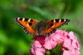 Butterfly on a pink flower close-up Royalty Free Stock Photo