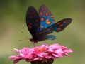 Butterfly on a pink flower, close-up, macro Royalty Free Stock Photo