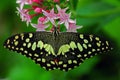 Butterfly on pink flower- close up photography. Royalty Free Stock Photo