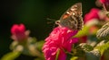Butterfly And Pink Flower In Helios 44-2 58mm F2 Style