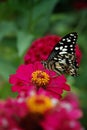 Butterfly & Pink Flower Royalty Free Stock Photo