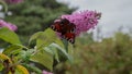 a butterfly on a pink flower in the sun in a forest