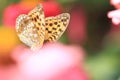 dreamlike Butterfly on pink flower