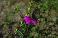 Butterfly, pink flower and sunshine Royalty Free Stock Photo