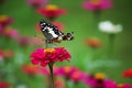 Butterfly on pink flower in Tropical Garden Royalty Free Stock Photo