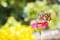 Butterfly on pink flower in tropical garden. Thailand Royalty Free Stock Photo