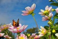 Butterfly on Pink Flowers