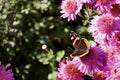 Butterfly on pink flowers in the garden close up view. Royalty Free Stock Photo