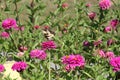 Butterfly with pink flowers