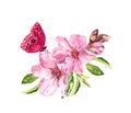 Butterfly, pink flowers, spring blossom. Flowering branch of apple, cherry tree. Watercolor floral twig Royalty Free Stock Photo