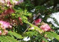 Butterfly on a Pink Mimosa tree Royalty Free Stock Photo