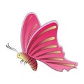 Butterfly with pink wings isolated on a white background. Royalty Free Stock Photo