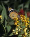 Butterfly Plain Tiger Danaus chrysippus