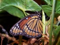 Butterfly on plant