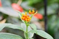 Butterfly plant blur background taken in the daytime at springtime