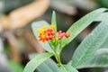 Butterfly plant blur background taken in the daytime at springtime