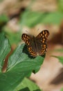 The butterfly in the plant