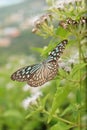 Butterfly plant insect nature