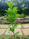 Butterfly plant natural view seen