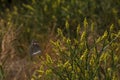 butterfly in plant